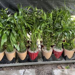 Lucky Bamboo In Ceramic Pot. SPECIAL PRICE 🤩