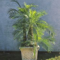 Pygmy Palms