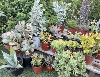 Variety Of Succulents Plants