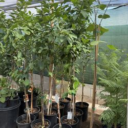 Lemon 🍋 Lisbon Trees 5 1/2 The Tall $60 Each Price Firm