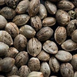 Feminized, premium cannabis seeds