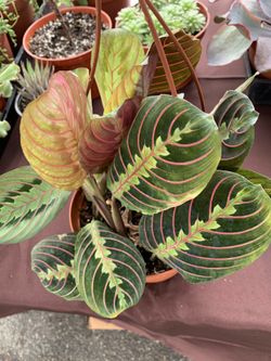 Red Maranta 🌱