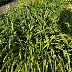 Salmon Sunrise Daylily