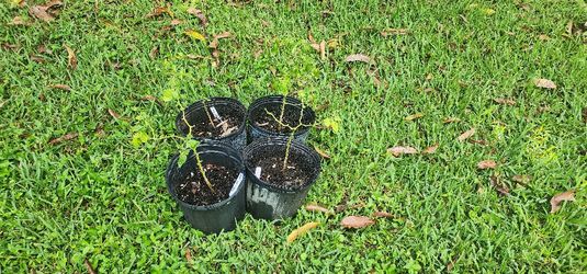 Scotch Bonnet Pepper