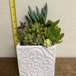 Succulent Plant Arrangement: Great Mother’s Day Gift!