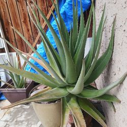 Beutiful Aloe Vera Plant - Planta de Sàbila