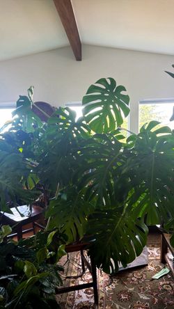plants & flower pots/planters
