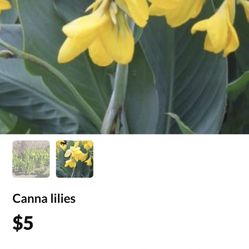 Canna  Lilies $5.00 Each