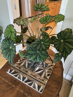 Eyelash, begonia, and beautiful vintage pot