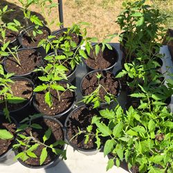 Tomato plants in 1 gallon pots