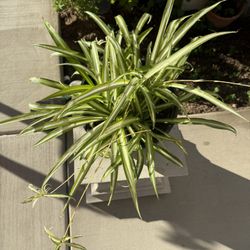 Spider Plant Air Purifier