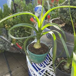 Es Una Planta Que Le Dicen Cebolla Embarazada