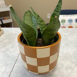 snake plant in decorated pot