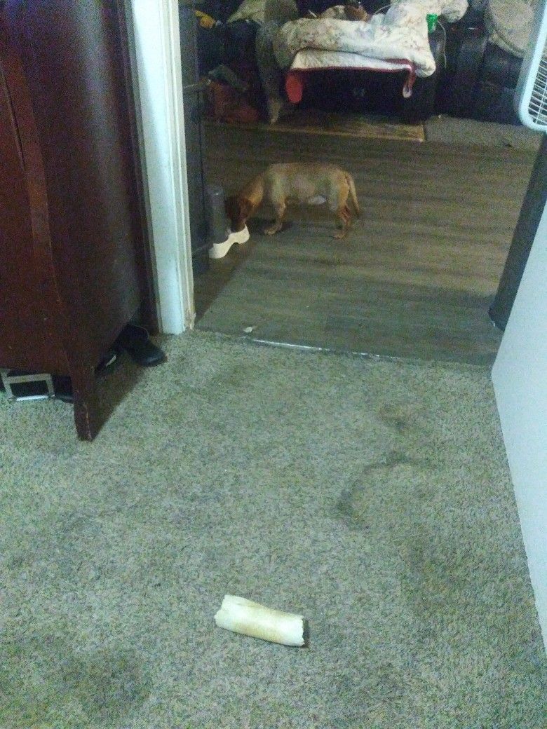 Kennel