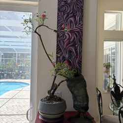 Tropical Plant Bonsai