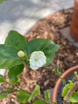 Large Fragrant Arabian Jasmine Jasminum Sambac Plant in Terracotta Planter, Pikake Mogra Sampaguita Melati Putih