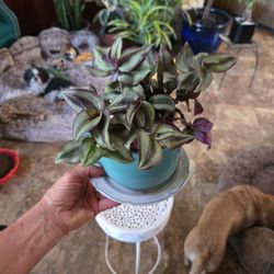 Wandering Jew Plant In 4in Ceramic Cup Pot And Plate