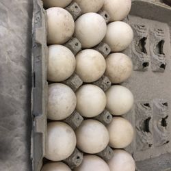 Fertilized Duck Eggs 