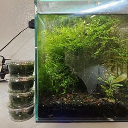 Christmas Moss Cup (Aquarium Plant)