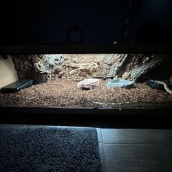 Reptile Enclosure 