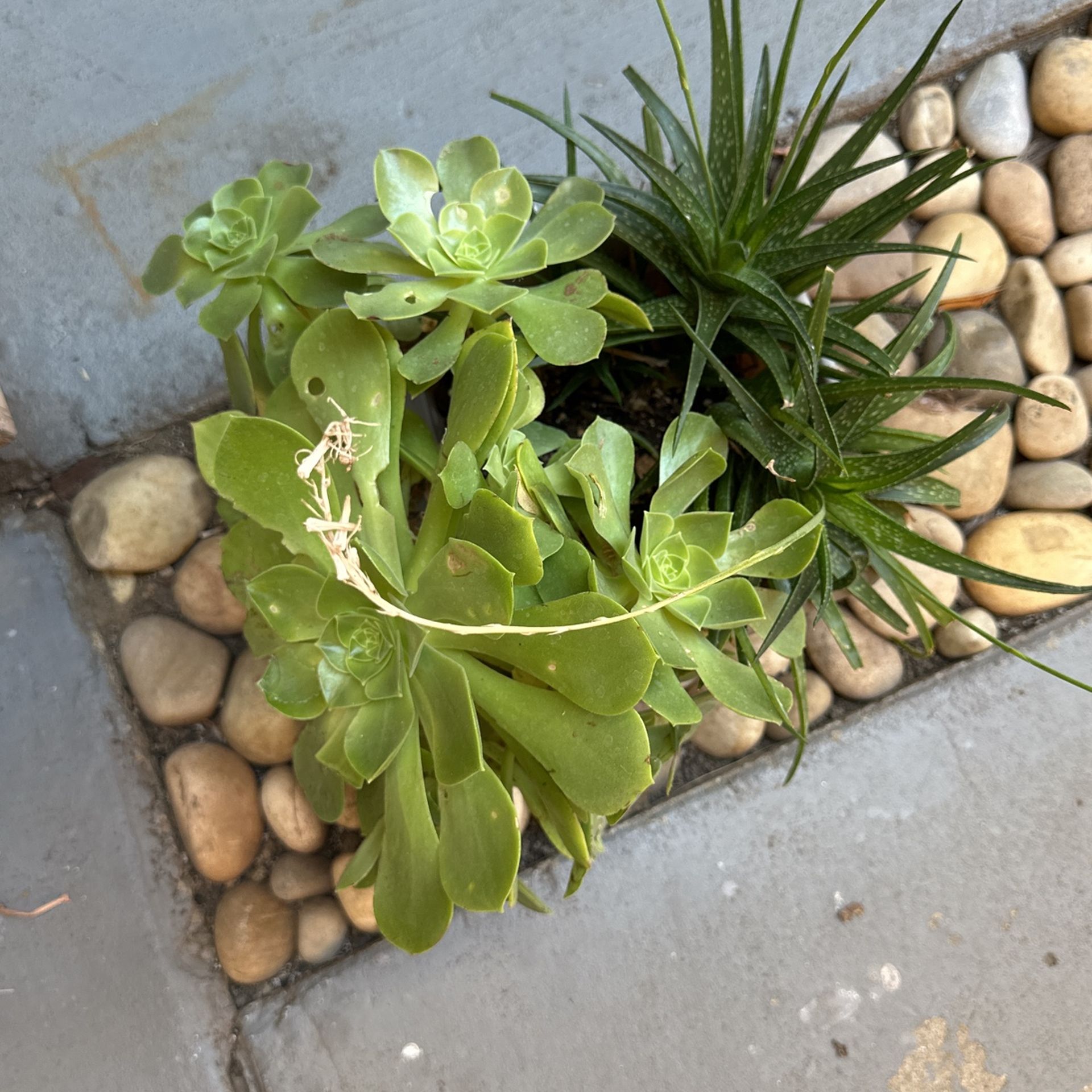 Succulents