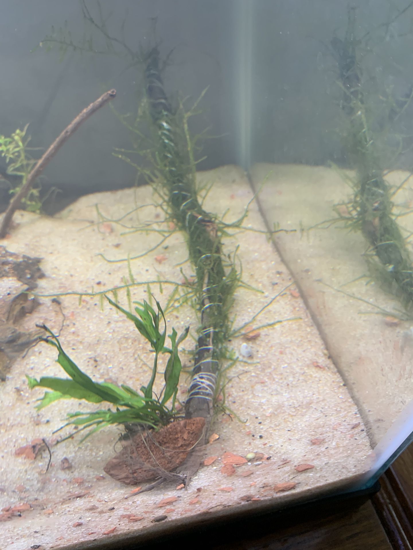 Aquarium fish tank plant pack