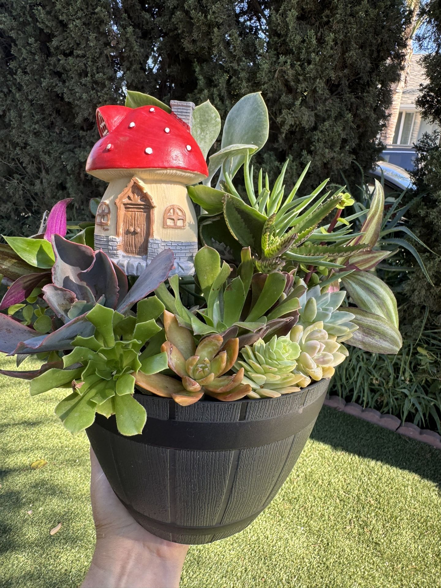 Very Beautiful Succulent Area ❤️