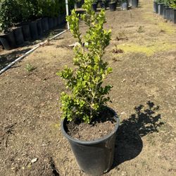 Japanese Boxwood 5 Gal