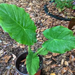 Elephant Ears Plant 