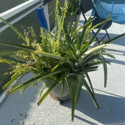 Pineapple Plant 