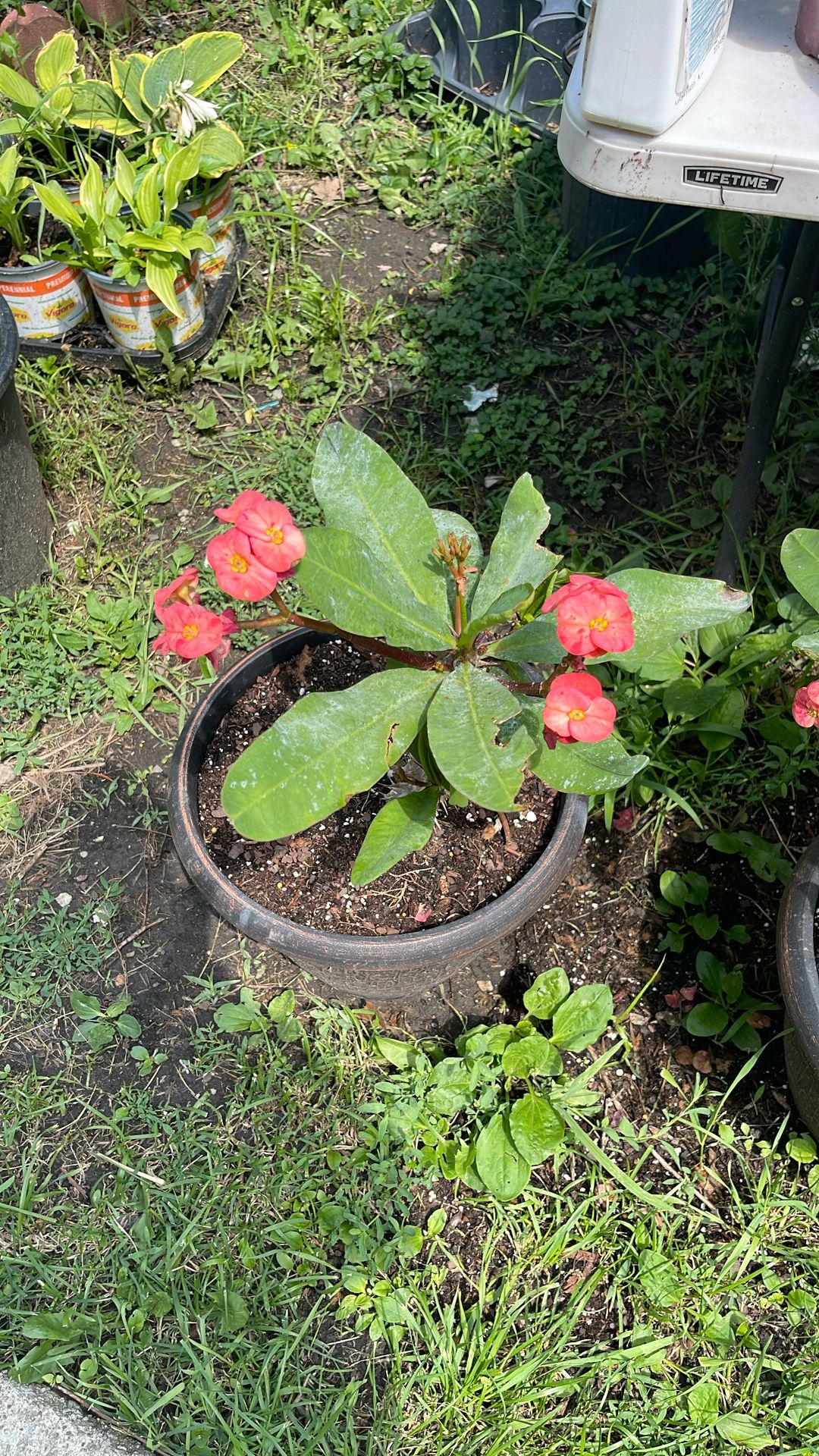 Corona De Cristo Flor Rosa Grande 