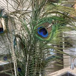 Peacock Feathers For Sale