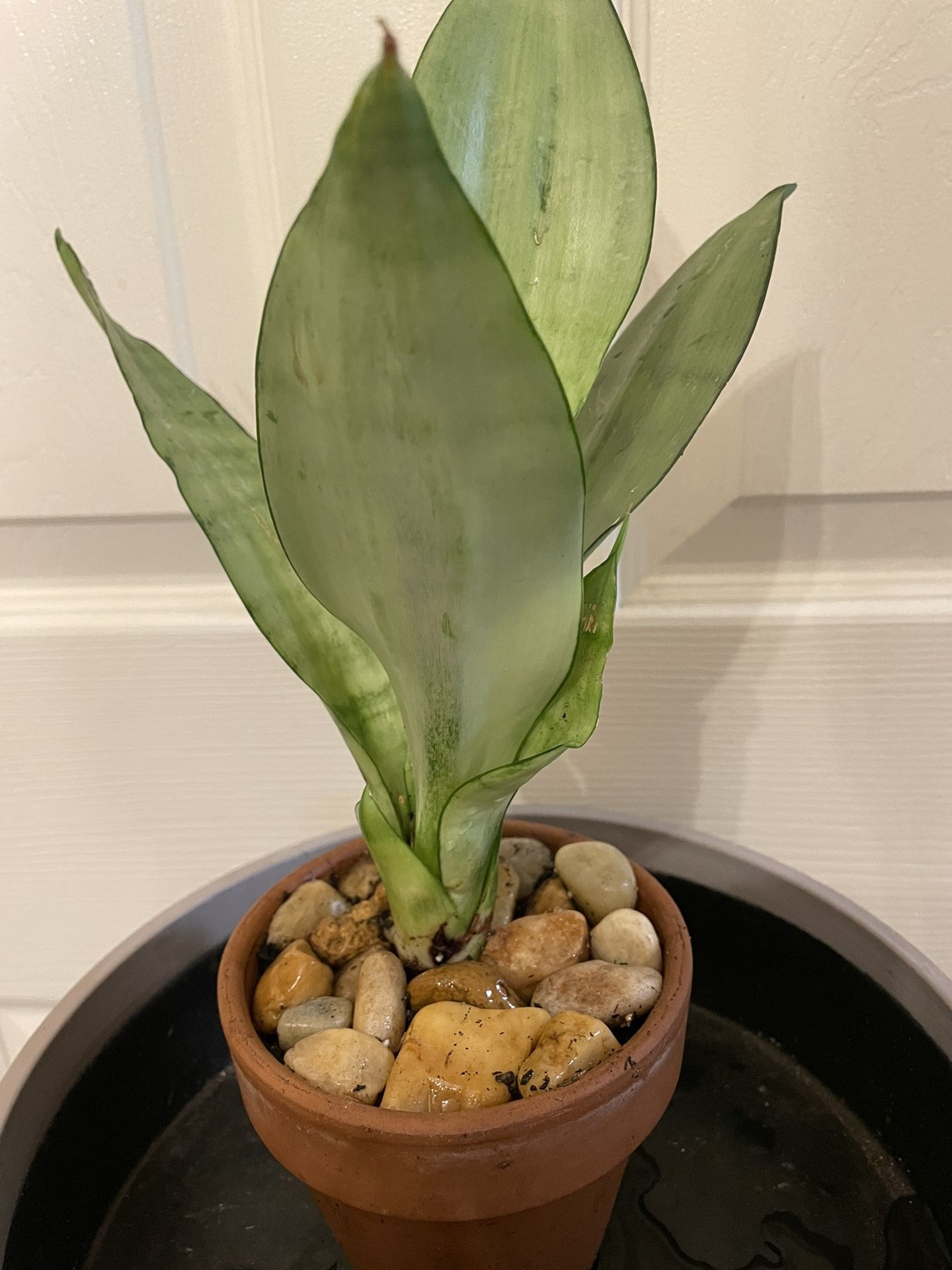 $15 | Sansevieria “Moonlight” | Light Green Snake Plant | Low Light | Drought Tolerant | Air Purifier