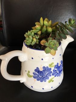 Real live succulents make great gifts