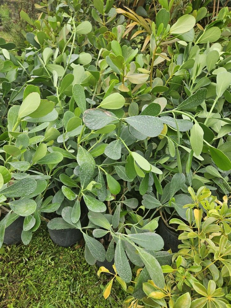 clusias only$ 11 best in town Instant Privacy Hedge For Fence Green Full