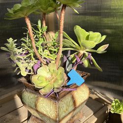 Many Beautifully Potted Succulents 