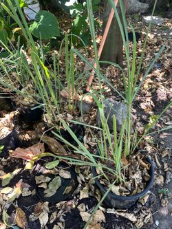 Lemongrass Herb Plant