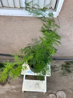 Plumosa Fern