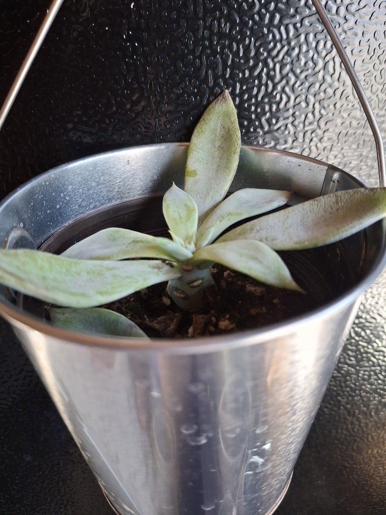 Succulent