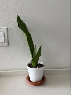 Moonshine Sansevieria