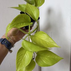 I’m not replying to Hi, is this still available?  Read the description Neon Pothos