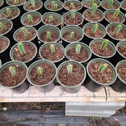 Cactus Spiral 1gallon 