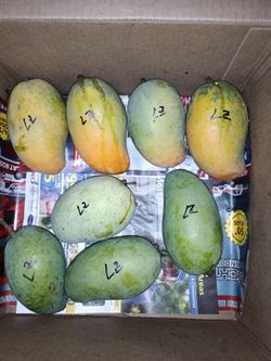 Mangoes (Lemon Zest)