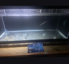 Glass Aquarium Tank with Blue Crayfish