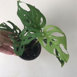 Beautiful Monstera Adonsonii Plant