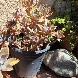 Plants Succulents Garden