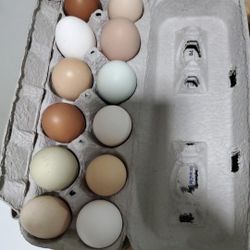 $7 Dozen Fresh Farm Eggs (Free Range)
