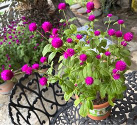 Beautiful Purple Gomphrena globosa !!!!