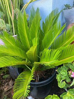 Sago Palm