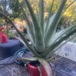 Aloe Vera (medicine Plant)  Beauty Plant , Treatment For Burn